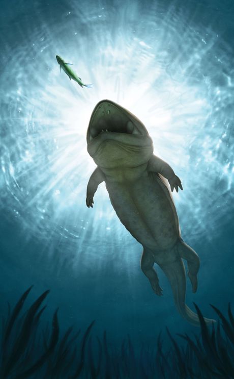 Arenaerpeton supinatus