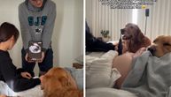 Gamja i Čip postali hit: Reakcija zlatnih retrivera na ULTRAZVUK trudne vlasnice oduševila mreže