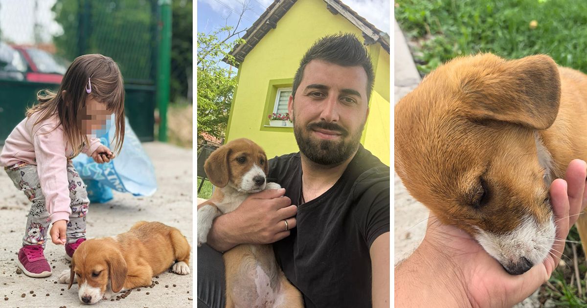 Evo kako danas živi Mila: Uplašeno štene trčalo prugom usred nedođije, Milanova reakcija i dalje se prepričava
