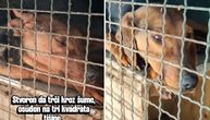 Dingo ima jednostavan san: Želi travu, igru i ljubav i da ga ne udome ljudi poput onih koji su ga izbacili