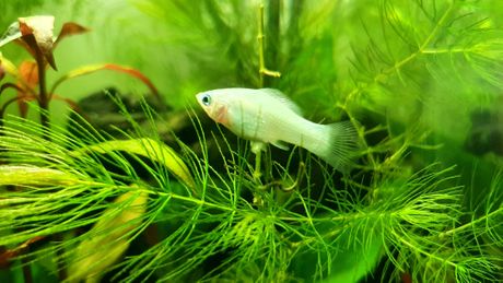 Akvarijumske biljke
