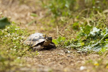 Šumska kornjača Testudo hermanni boettgeri