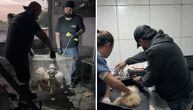 Horor u Brazilu: KLINIKA IZ PAKLA gomilala lekove isteklog roka, mršave životinje, kese sa fetusima