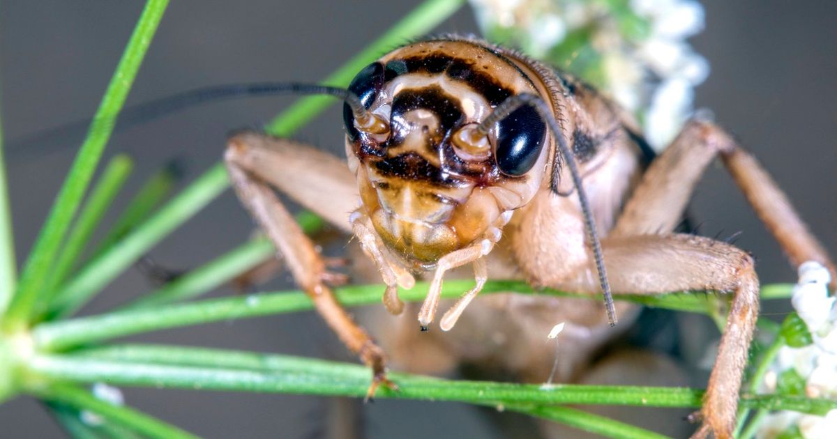 Da li insekti osećaju bol?