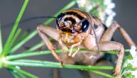 Da li insekti osećaju bol?