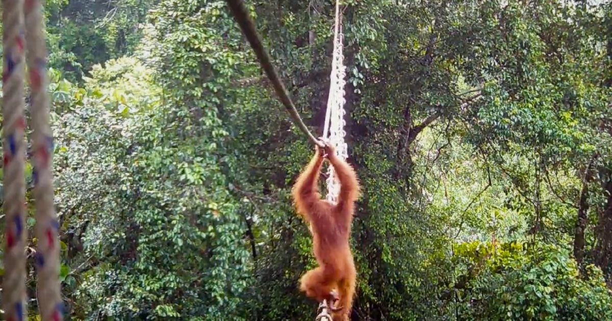 Snimak za istoriju: Orangutan PRVI PUT IKADA prešao most od lijana koji su ljudi izgradili u prašumi Sumatre
