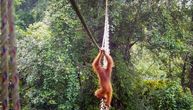 Snimak za istoriju: Orangutan PRVI PUT IKADA prešao most od lijana koji su ljudi izgradili u prašumi Sumatre