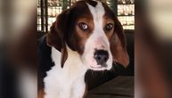 Svaki vikend je njena nova nada: Da li će Mia, čiji pogled cepa dušu, ove subote pronaći svoj zauvek dom