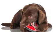 Labrador debelo "zabrljao", pa glumi ludilo: Pod nos mu gurnuli izgrižene "kroksice" i kreće trka za Oskara
