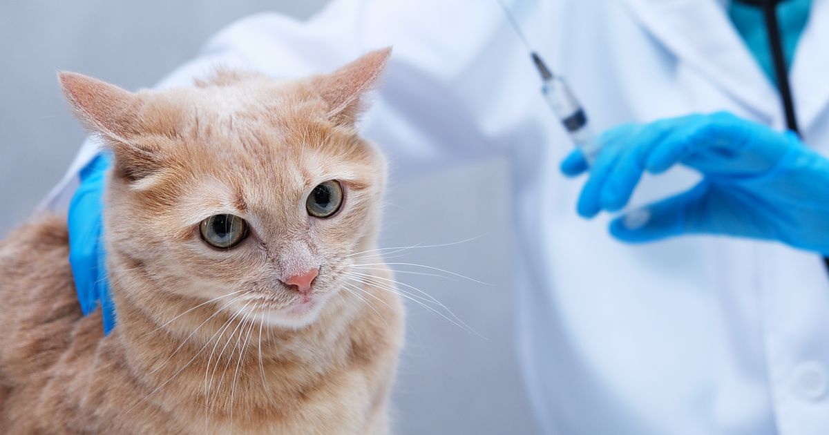 Veterinari upozoravaju: SEDAM SIMPTOMA nakon vakcinacije mačke koji zahtevaju hitno reagovanje