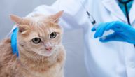 Veterinari upozoravaju: SEDAM SIMPTOMA nakon vakcinacije mačke koji zahtevaju hitno reagovanje
