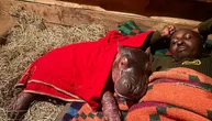 Bampi pronađen uz uginulu majku: Spaseno mladunče nilskog konja ne odvaja se od svojih negovatelja