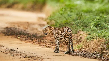 Leopard