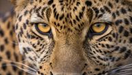 Porodični safari u Bocvani pretvorio se u noćnu moru: Leopard vrebao iz mraka, otac stražario s lopatom