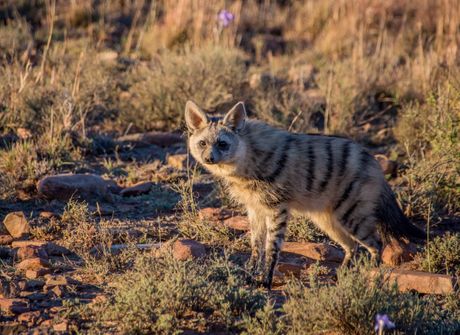 Aardwolf prugasti sisar