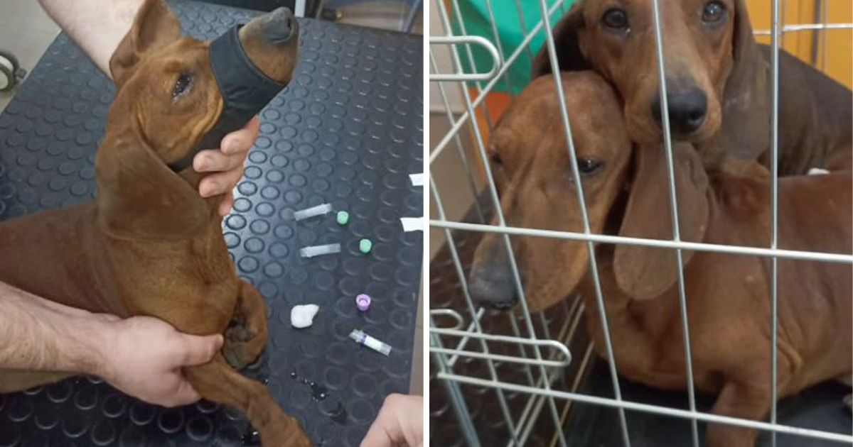 Veterinari i volonteri u suzama: Pronađene majka i kćerka jazavičarke prekrivene neobjašnjivim ranama