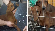 Veterinari i volonteri u suzama: Pronađene majka i kćerka jazavičarke prekrivene neobjašnjivim ranama