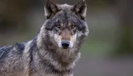 Siva kraljica vratila se posle više od sto godina: Vučica BEY03F konačno stigla u Nacionalni park Sekvoja