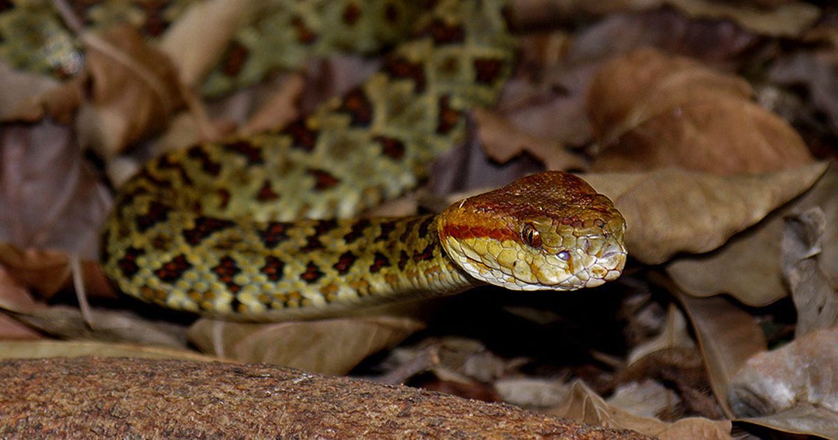 Naučnici odlučili da prouče opasne zmije: Analiza DNK, skeleta i tela pokazala da je reč o 5 vrsta otrovnica
