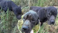 Kost i koža, nema čip, niko je ne traži: Odbačena i iscrpljena, ženka kane korso umire pred očima Srbije