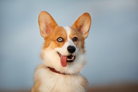 Korgi