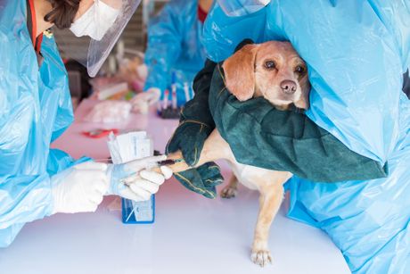 Pas laboratorija
