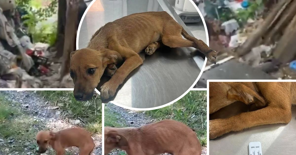 Drama iz Valjeva stigla do Beograda: Lila živi u trulom zamr