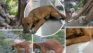 Drama iz Valjeva stigla do Beograda: Lila živi u trulom zamrzivaču, nema rebra i srce joj se vidi ispod kože