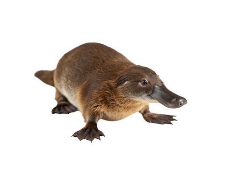 Kljunar