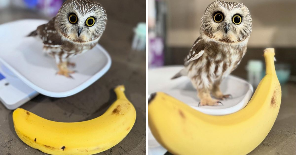 SOVA MANJA OD BANANE postala hit na internetu: Saznajte zašt