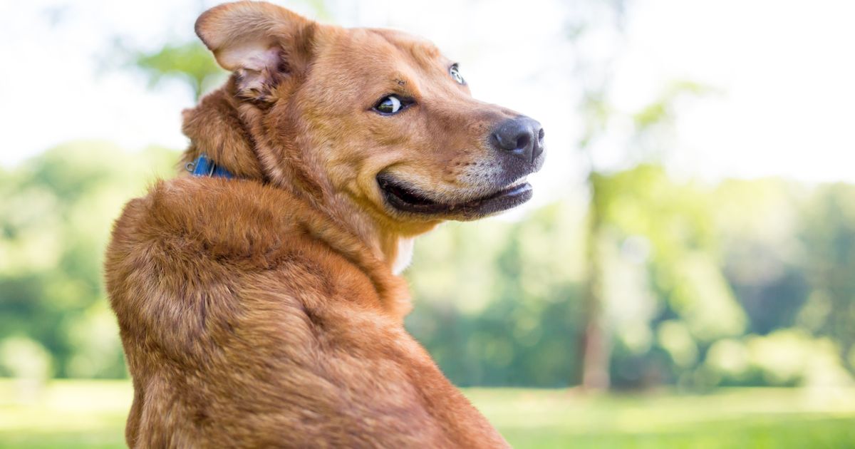 "Budi faca, prošetaj mešanca" u Valjevu: Peta izlo