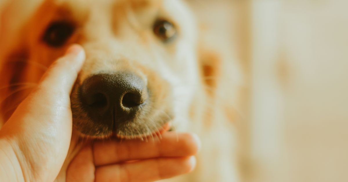 Ispovesti sa interneta: Kako su zlatni retriver i jedno šten