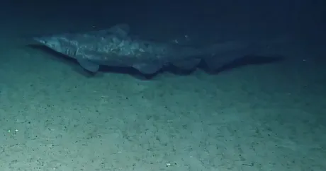 Ajkula goblin