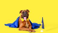 Uprava za veterinu Republike Srbije: Od 19. juna ljubimci putuju u EU bez titar testa, ove obaveze ostaju