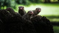 Pripremaju se za rat, kreću se strateški, brane resurse od neprijatelja… Fascinantno proučavanje mungosa