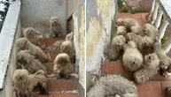 Belegiš sutra piše belu bajku: 18 zapuštenih malih pasa iz dvorišta tame konačno kreće u novi život