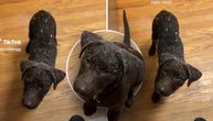 Vlasnik ležerno obrisao sa stola brašno i posuo psa: Da li je ovaj labrador najslađi brauni ikada?