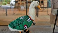 Merlin iz Meksika, senzacija Svetskog prvenstva: Patka nosi dres i čarape reprezentacije i osvaja internet