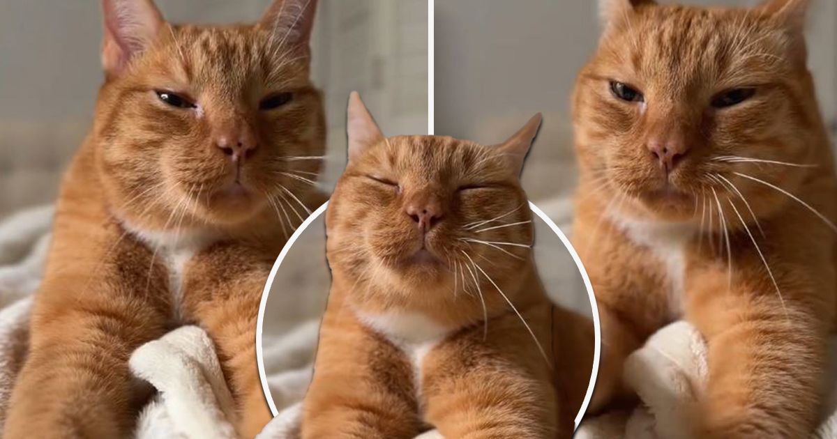 Кот стал хитом в TikTok: Более 184 000 человек смотрели ритуал расслабления Пепе на одеяле