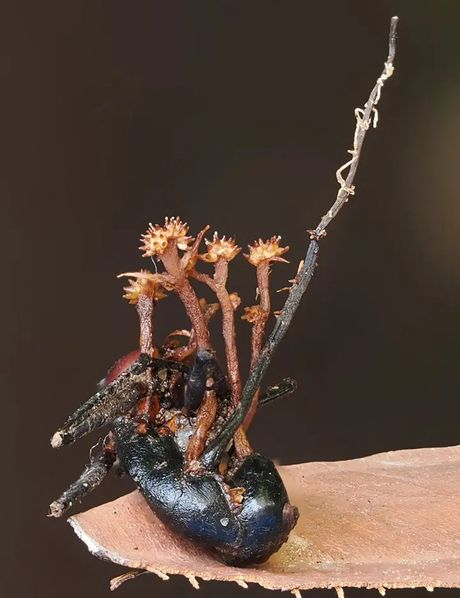 Pleurocordyceps cornusynnemata
