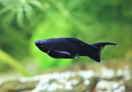 Ribica mačonoša