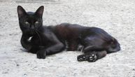 Felinolozi podelili tajnu plavog anđela iz Arhangelska: Ruska crna i bela mačka u genima kriju "donji veš"!