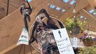 Mama kolibri izabrala neverovatno mesto za svoje gnezdo: Zašto će BAŠ OVDE njeni ptići biti bezbedni