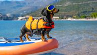 Vaš pas voli da pliva, ali se napio morske vode: Ako ga spopadnu ove DVE MUKE, vodite ga veterinaru