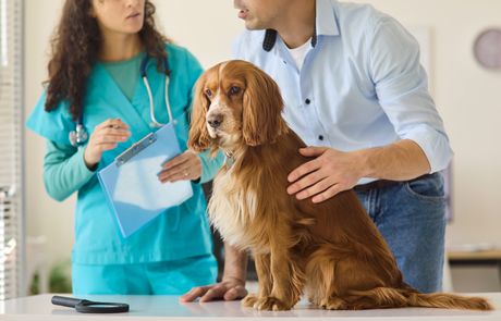 Pas kod veterinara