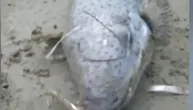Upozorenje u Pefkohoriju, riba-zec ugrizla ženu u plićaku: Ostavila mi je rupu na skočnom zglobu!