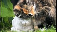 Ovako se voli neko koga više nema: Dirljivi snimak mačke koja nežno grli skulpturu uginulog prijatelja