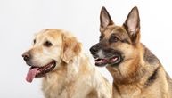 Veterinar objavio važno upozorenje svim vlasnicima labradora, zlatnih retrivera i nemačkih ovčara