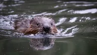 „Iako sam naučnik, prizor je dirnuo i mene“: Povratak dabrova u Iling sprečio poplave, povećao broj vrsta...