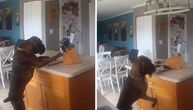 Pas snimljen kako krade nož sa pulta: Ovo je samo jedan od DESET najrizičnijih predmeta u domu